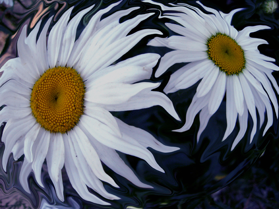 2_daisies_web.jpg