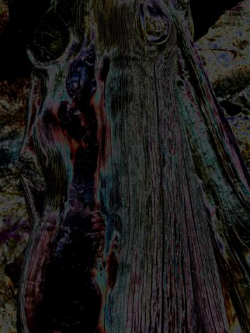 Abstract_Tree_web.jpg