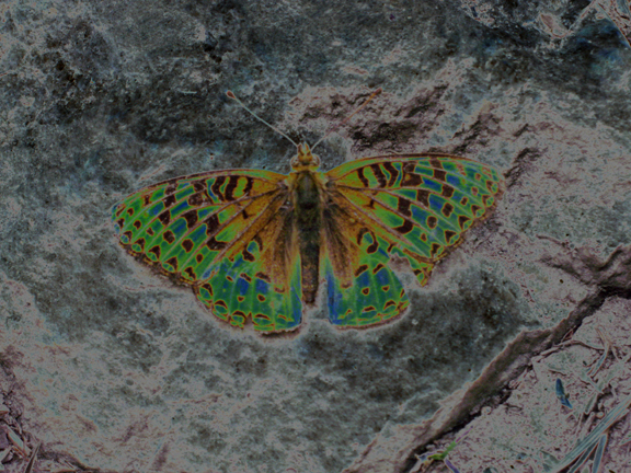 Butterfly_web.jpg