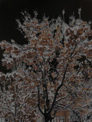 Fall_Tree_web.jpg