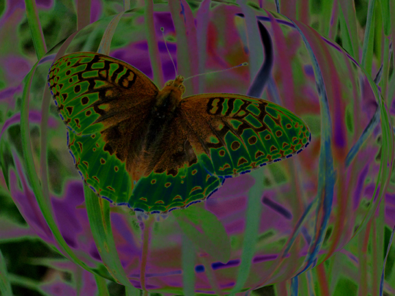 Monarch_Butterfly_web.jpg