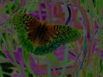 Monarch_Butterfly_web_tn.jpg