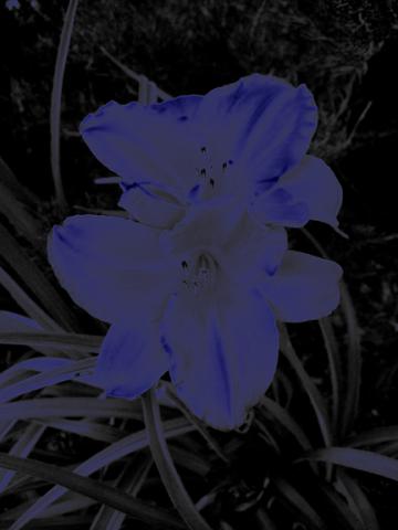 Purple_Orchids_web.jpg