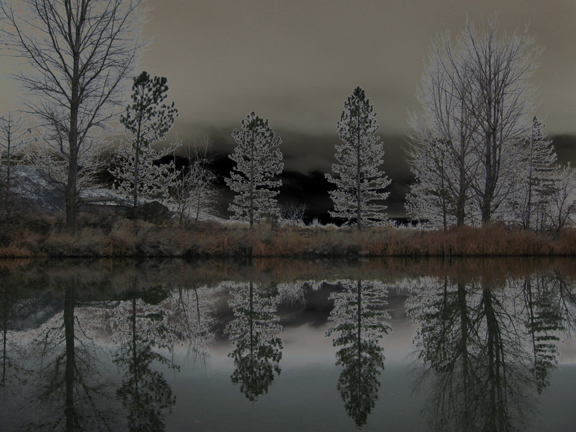 Tree_Reflections_web.jpg