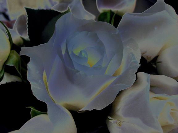 White_Roses_web.jpg
