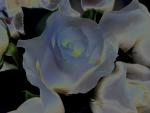 White_Roses_web_tn.jpg