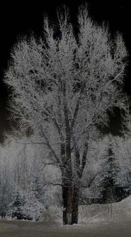 White_Tree_on_Black_web.jpg
