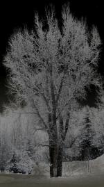 White_Tree_on_Black_web_tn.jpg